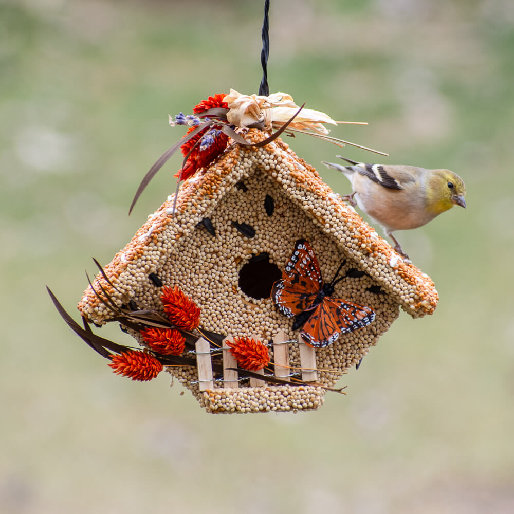 Butterfly Edible Bird House