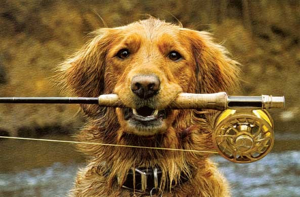 Golden Retriever Fishing Birthday Card