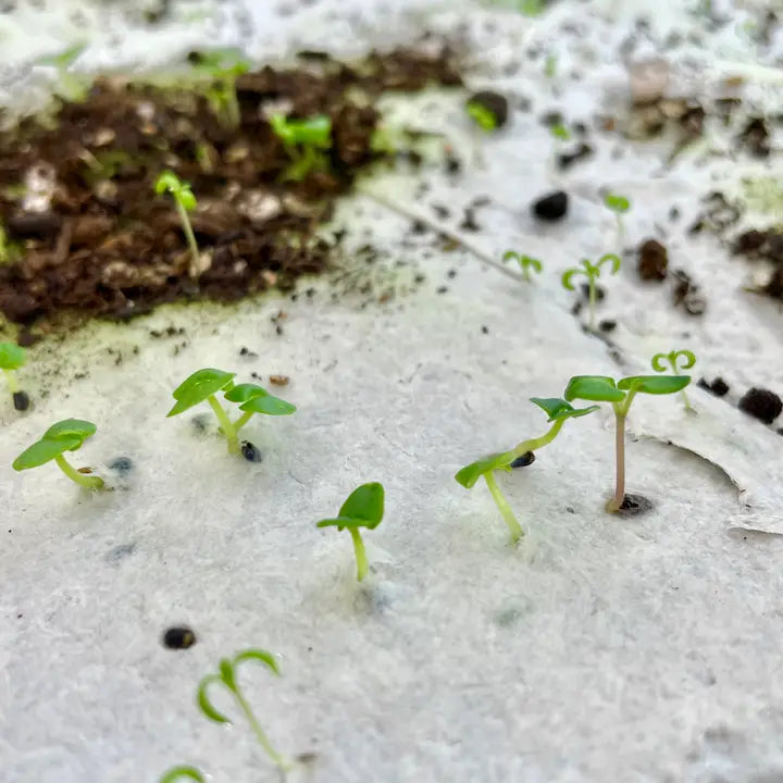 Herb Garden Seed Card