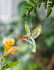 Red Throated Hummingbird Crystal Ornament